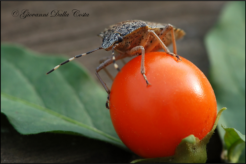 da identificare: Rhaphigaster nebulosa (Pentatomidae)